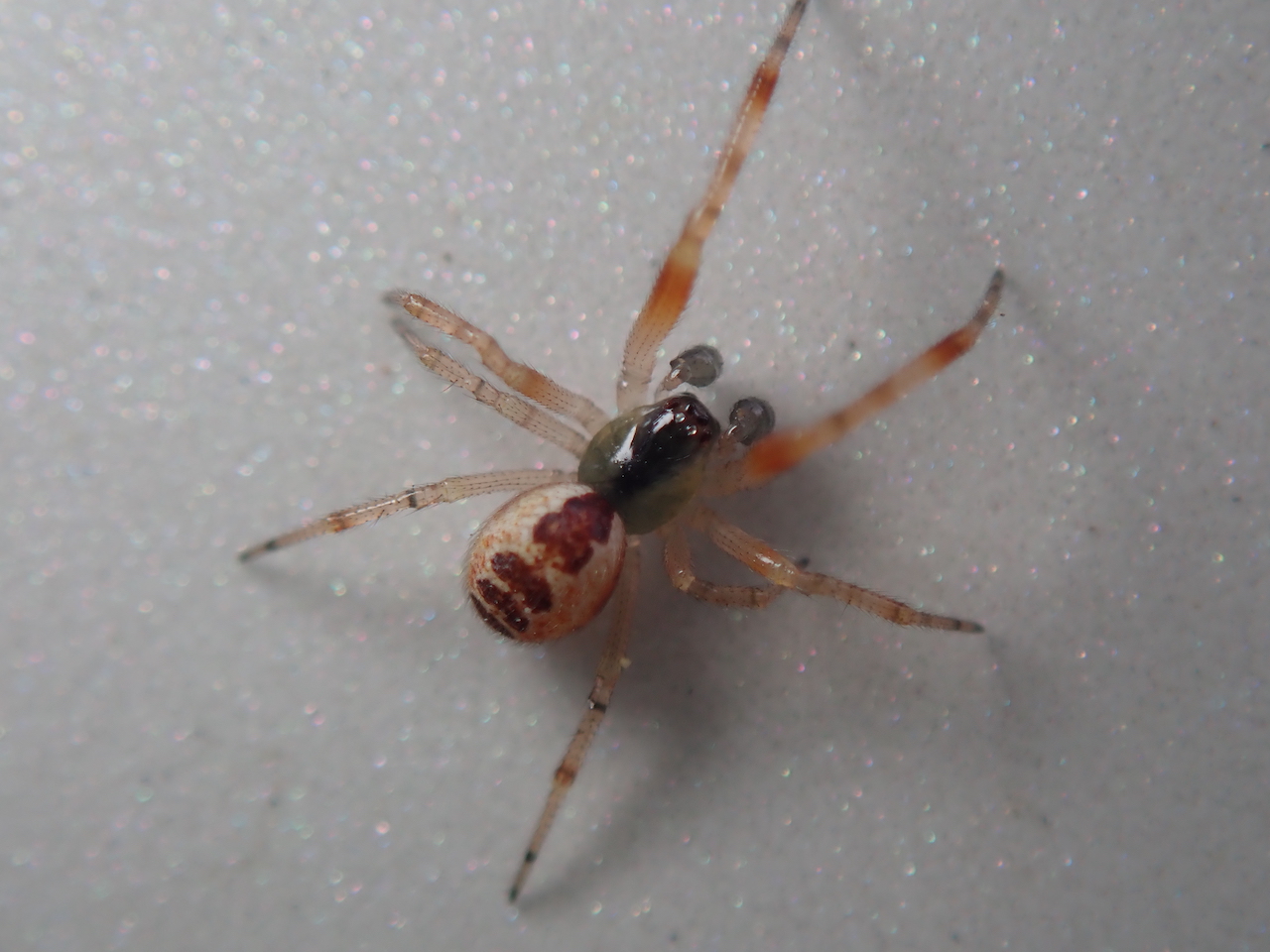 Anelosimus sp Anelosimus sp